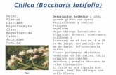 Chilca (Baccharis latifolia)