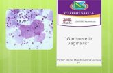 G. Vaginalis