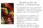 Respiracion de Frutas y Hortalizas