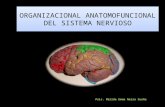 Organizacional Anatomofuncional Del Sistema Nervioso - Copia 3