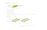 clasificacion de las hojas segun su forma.docx