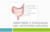 Anatomia y Fisiologia Del Intestino Grueso