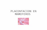 PLACENTACION EN MAMIFEROS.pptx