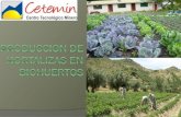 Produccion de Hortalizas en Biohuertos