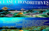 4a-Cordado- Chondrichtye Elasmobranchii o Selachii