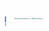 123307238 Dermatomas y Miotomas
