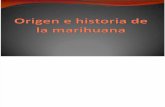 Origen e Historia de La Marihuana