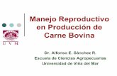 Manejo Reproductivo en Producción de Carne Bovina AS