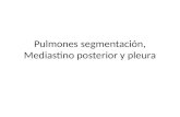 Pulmones segmentación, Mediastino posterior y pleura