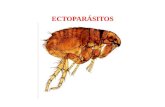 14. Ectoparásitos