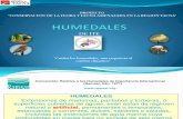 Humedal Ite CAR-Tacna20003