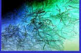 Algas y cianobacterias.pdf