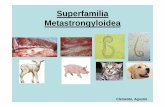 Superfamilia Metastrongyloidea