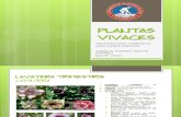 ESPECIES DE PLANTAS VIVÁCEAS