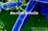 31345785 Bacillus Subtilis PDF