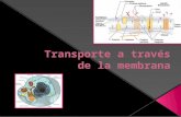 ppt 3 Membrana y Transporte.pptx