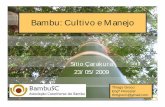 Manejo e Cultivo de Bambu