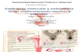 Explicación molecular y embrionaria de las malformaciones uterinas y vaginales...