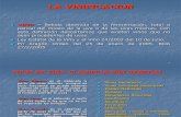 1143_componentes de La Uva.la Vinificacion en Tinto