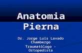 Anatomia Pierna