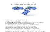 Proteinas Globulares y Fibrilares