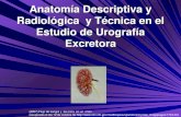 7.2  Anatomía descriptiva y radiológica y técnica del estudio urografía excretora