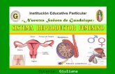 Sistema  reproductor femenino