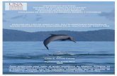Oviedo L. (2008). Análisis del uso de hábitat del delfín manchado pantropical Stenella attenuata (Cetacea: Delphinidae) en el Golfo Dulce, Costa Rica. Master's Thesis, Universidad