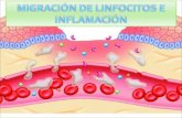 cap13 -  Migración de linfocitos