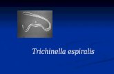 Trichinella espiralis