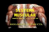 Sistema muscular1