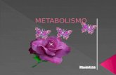 Metabolismo vane