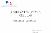 Regulación ciclo celular