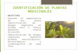 Clase 3 identificación de plantas medicinales