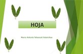 Hoja (Descripcion Botanica)