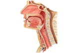 anatomía respiratoria