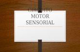 Circuito Motor Sensorial