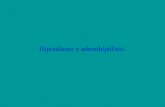 29. Hipotálamo y Adenohipofisis