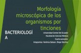 [Bacter]Morfología microscópica