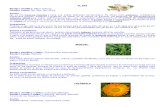 20  plantas medicinales