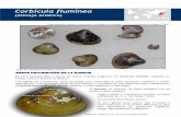 Almeja Asiatica -Corbicula Fluminea