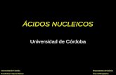 Clase 19. Acidos Nucleicos Ambiental