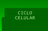 Ciclocelular Clase 3 (1)