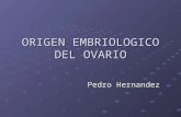 Origen EmBrioloGiCo deL ovaRio