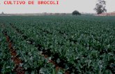 Cultivo de Brocoli.ppt