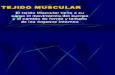 Muscular (1)