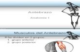 Anatomia Antebrazo Horton