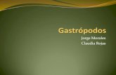 Gastrópodos (1)