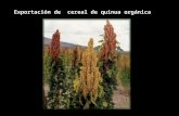 Exportación de Cereal de Quinua Orgánica Diapos (1)