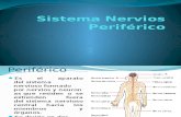 Sistema Nervios Periferico